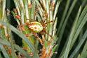 Araniella_displicata_D3008_Z_91_NP De Hoge Veluwe_Nederland
